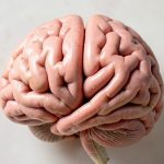 Питание для улучшения работы мозга и памяти: советы и рецепты